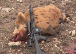 Hog Hunting Smith and Wesson MP10 6.5 Creedmoor